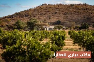 بستان حمضيات ٢٥ دونم للمزارعة — بني سعد، ديالى — صورة 2