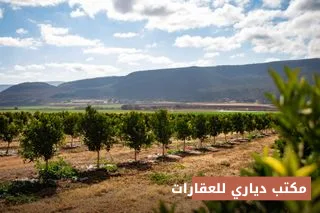 بستان حمضيات ٢٥ دونم للمزارعة — بني سعد، ديالى — صورة 1
