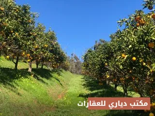 بستان حمضيات ٢٥ دونم للمزارعة — بني سعد، ديالى — صورة 3